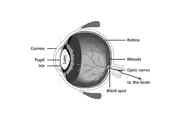 Fundus
